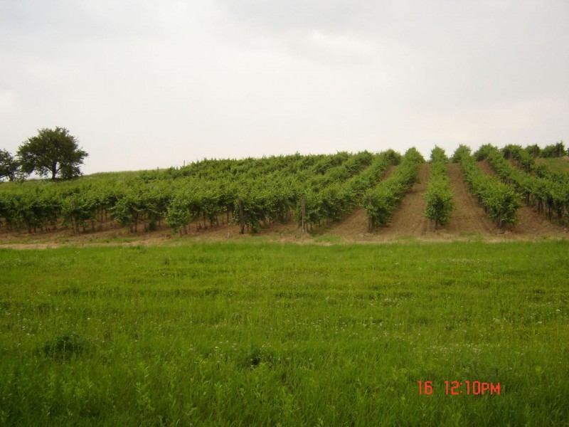1-ha-zartkerti-szolobirtok-elado